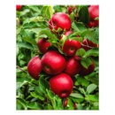 Search for red apple posters Green leaves
