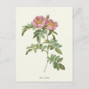 Search for vintage botanical print postcards Flowers