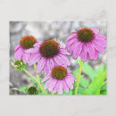 Search for echinacea postcards Nature