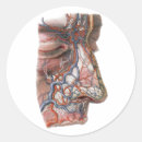 Search for veins stickers Medical