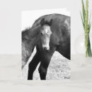 Search for colt cards Horse