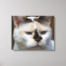 Search for calico kitten art Pet