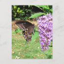 Search for flutterbies cards invites Butterflies