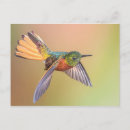 Search for ecuador postcards Bird