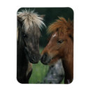 Search for miniatures magnets Equestrian