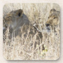Search for lying barware Lion