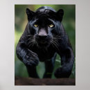 Search for black panther cat posters Leopard