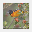 Search for migrating magnets Wildlife