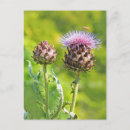 Search for artichoke postcards Thistle