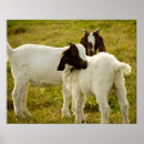 Search for farm animals posters White