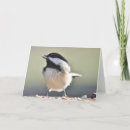 Search for capped chickadee cards Nature photography