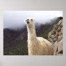 Search for cusco posters Picchu