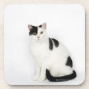 Search for black cat coasters Animal