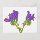 Search for echium Close up view