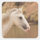 Search for wild horse stickers Animal
