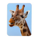 Search for giraffe magnets Nature