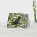 Search for pukeko Birthday