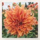 Search for dahlia flower coasters Summer