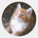 Search for red tabby cat stickers Orange