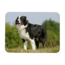 Search for panting magnets Standing
