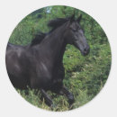 Search for thoroughbred horse stickers Moving