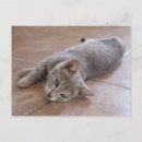 Search for grey hair postcards Kitty