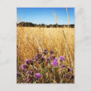 Search for milk postcards Summer