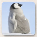 Search for penguin barware Nature