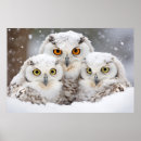 Search for beautiful owl art Animal
