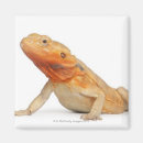 Search for bearded dragon magnets Animal