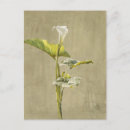 Search for flower arrangements postcards Nature