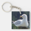 Search for seagulls key rings Wildlife