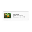 Search for orange fruit return address labels Fruits