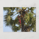 Search for coconuts postcards Tree