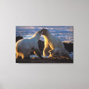 Search for sows art 1002 coastal plain