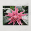 Search for bromeliads Hawaiian