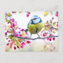 Search for pretty bird postcards Nature