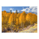 Search for autumn scene posters Landscape