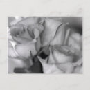 Search for black and white rose postcards Beauty