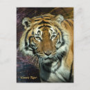 Search for tiger eyes postcards Feline