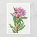 Search for vintage rose illustration postcards Pink
