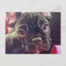 Search for animal face postcards French bulldog