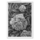 Search for pen and ink flower drawing postcards Black and white