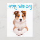 Search for border collie birthday cards Puppy