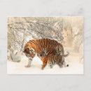 Search for snow tiger postcards Cute