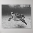 Search for sea turtle art Coastal