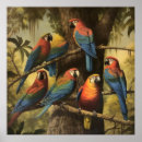 Search for colourful parrot posters Tropical