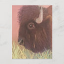 Search for buffalo postcards Animal