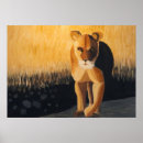Search for lioness posters Black