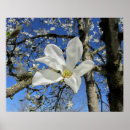 Search for magnolia art Sky